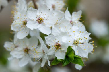 Zarif beyaz çiçekler canlı yeşil yapraklarla çevrili bir bahar bahçesinde çiçek açarlar. Yapraklar sarı pudinglerle süslenmiş, doğanın güzelliğini ve yenilenmesini sergiliyorlar..