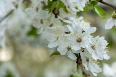 Sarı kamışlı narin beyaz çiçekler bir dala çiçek açar ve baharın gelişini işaret eder. Bu canlı çiçekleri çevreleyen yemyeşil yapraklar, dingin doğal bir zemin oluşturur..