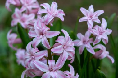 Pembe sümbül çiçeği kümeleri narin yapraklarını yemyeşil bir bahçede sergiler. Canlı renkleri ilkbaharda yeşil yaprakların arasında göze çarpıyor ve canlı bir atmosfer yaratıyor..