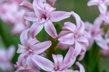 Yumuşak yapraklı canlı pembe çiçekler bahar mevsiminde sakin bir bahçede zarifçe çiçek açar. Güzellik ve zarafeti tüm detaylarıyla gözler önüne serer.