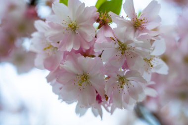 Zarif pembe kiraz çiçekleri canlı bahar mevsiminde bir parkta dalları süsler. Çiçekler güzellik saçıyor, doğa aşıklarını ve fotoğrafçıları kendine çekiyor..