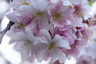 Bahar bahçesinde renkli parlak kiraz çiçekleri patlıyor. Yumuşak pembe ve beyaz taç yaprakları bulanık arka plana karşı güzel bir görüntü oluşturarak mevsimsel yenilenmenin özünü yakalar..