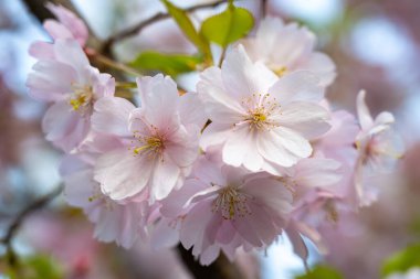 Zarif pembe kiraz çiçekleri, parlak güneş ışığı altında, sakin bir bahçede çiçek açar. Çiçekler, bahar mevsiminde güzelliğin çarpıcı bir görüntüsünü oluşturur..