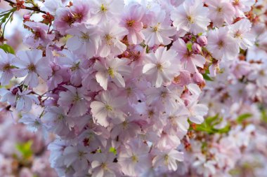 Yakın çekimde, bahar ayının güzelliğini ve yenilenmesini kutlamak için yumuşak pembe tonlarda kiraz çiçekleri sergilenir. Yapraklar parlak yeşil yapraklarla tezat oluşturuyor..
