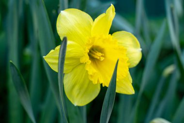 Canlı sarı bir nergis, güneşli bir bahçede yeşil yaprakların arasında duruyor. Çiçek tamamen çiçek açar, parlak yapraklarını doğal ışık altında sergiler. İlkbahar canlılığı çok bariz..