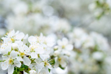 Narin beyaz çiçekler dallarda açar, verimli yapraklar ve yeşil yapraklar sergilenir bahar mevsiminde yemyeşil bir bahçede. Yumuşak ışık güzelliklerini arttırır..