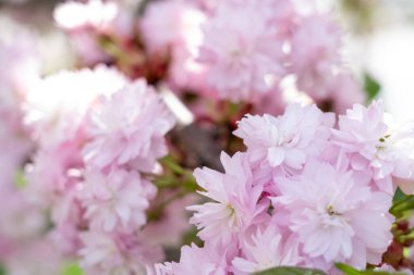 Huzurlu bir bahçede, narin kiraz çiçekleri ılık güneş ışığı altında yumuşak pembe taç yapraklarını göstererek baharın gelişini işaret ederler. Yeşillik güzelliklerini tamamlıyor..