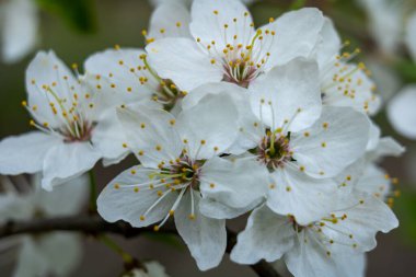 Ağaçtaki beyaz çiçekler narin taç yaprakları ve canlı sarı pudingleri sergiler. Güneş ışığı süzülüyor, açık havada baharın tazeliğini vurguluyor..