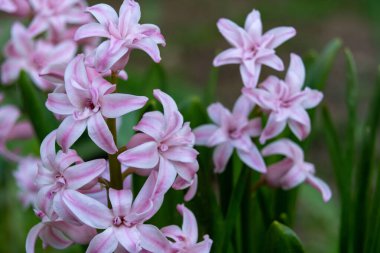 Narin pembe sümbüller bir bahar bahçesinde serpilmiş, yemyeşil yaprakların arasında güzel kokulu çiçeklerini sergiliyorlar, çiçek açan mevsimde doğanın güzelliğini kutluyorlar.
