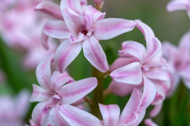 Beyaz aksanlı narin pembe sümbül çiçeklerinin yakın çekimi, karmaşık taç yapraklarını sergiliyor. Bahar boyunca renkli bir bahçede çiçek açarlar, taze ve güzel kokulu bir atmosfer yayarlar..