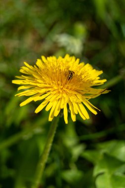Canlı, sarı bir karahindiba, yemyeşil çimlerin arasında duruyor. Yaprakları ardına kadar açık, çiçeğin zengin rengini gün ışığında sergiliyor. Üzerine küçük bir böceğin indiği görülebilir..
