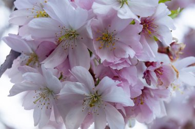 Narin pembe ve beyaz kiraz çiçekleri, güneşli bir bahar gününde sakin bir park ortamında canlı bir görüntü oluşturarak tam çiçeklenir..
