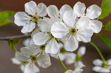 Narin beyaz kiraz çiçekleri dalları süslüyor, güzelliklerini tam çiçekle sergiliyorlar. Bu canlı görüntü ilkbaharda meydana gelir ve daha sıcak havanın gelişinin sinyalidir..