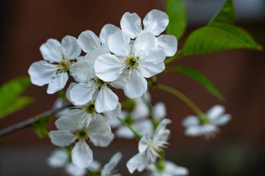 Narin beyaz kiraz çiçekleri dalda çiçek açar. Karmaşık yapraklarını ve parlak yeşil yapraklarını yumuşak bir arka planda sergilerler. Bu canlı ekranda baharın tazeliği çok açık..