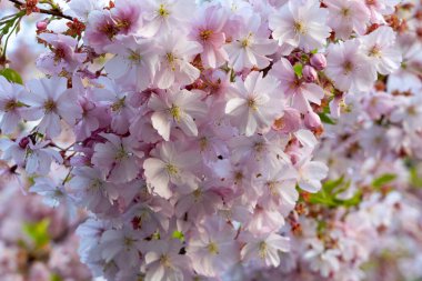 Pembe ve beyaz kiraz çiçekleri ağaçların dallarını doldurarak baharın doğuşunu açık hava manzarasına işaret ediyor. Narin çiçekler rüzgarda hafifçe sallanıyor..