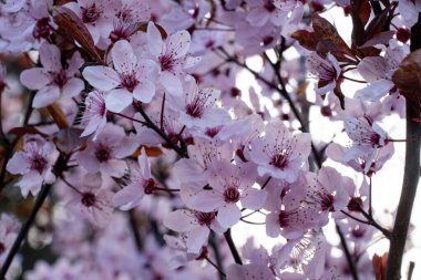 Narin pembe kiraz çiçekleri bahar başlarında yumuşak güneş ışığı altında dalları doldurur. Sahne, çiçeklenme mevsiminde doğanın güzelliğini yakalar..