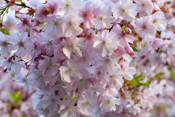 Pembe ve beyaz kiraz çiçekleri ağaçların dallarını doldurarak baharın doğuşunu açık hava manzarasına işaret ediyor. Narin çiçekler rüzgarda hafifçe sallanıyor..