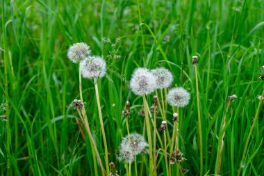 Tüylü karahindibalar canlı yeşil çimenlerin arasında sabah ışığını yakalayarak dimdik duruyorlar. Sahne doğanın güzelliğini yakalar, baharın gelişini işaret eder..