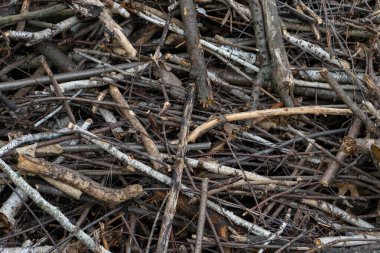 Orman zemininde büyük bir dal ve dal yığını var. Koleksiyon büyük olasılıkla bir orman projesi veya doğal yaşam alanı restorasyonu için yapılmış. Sahne ahşap dokuları yakalar.