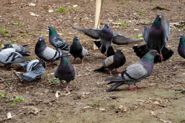 Güvercin sürüsü yerde toplanıyor, ormanlık alandaki yemek artıklarını gagalıyorlar. Bazı güvercinler uçarken diğerleri sabit durur ve doğal ortamlarında yemeğin tadını çıkarırlar..