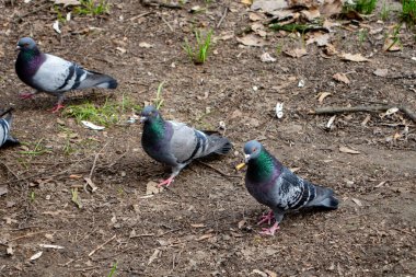 Düşen yapraklar ve çimlerle çevrili topraklarda birkaç güvercinin yiyecek aradığı görülüyor. Serin bir bahar gününde kuşlar aktif ve yiyecek aramakla meşgul görünürler..