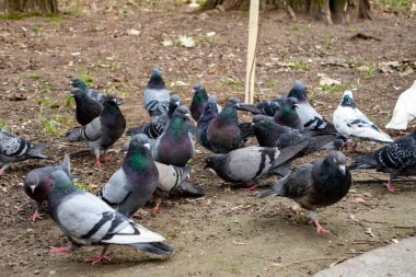 Büyük bir grup güvercin gün boyunca bir parkta yerde yiyecek arıyor. Kuşlar, çeşitli gri ve beyaz tonlarını sergiliyor. Etraflarına saçılmış ekmek kırıntıları ve tohumlardan keyif alıyorlar..
