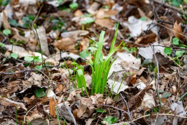 Yeni yeşil filizler orman ortamındaki düşen yaprakların arasından geçer. Sahne bitkilerin canlanışını yakalıyor, baharın gelişini işaret ediyor..