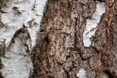 Huş ağacı ve çam ağacı kabuğunun yakından görünüşü karmaşık doku ve renkler sergiliyor. Doğal ışık, her ağacın dış katmanının eşsiz desenlerini ve yüzeylerini vurgular..