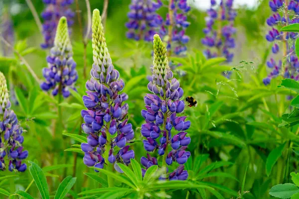 Mor lup çiçeklerinden oluşan bir küme yeşil bir tarlada dimdik duruyor. Arılar etrafta vızıldayarak gün ışığı altındaki huzurlu ortama hayat katıyor. Doğanın güzelliği gözler önünde..