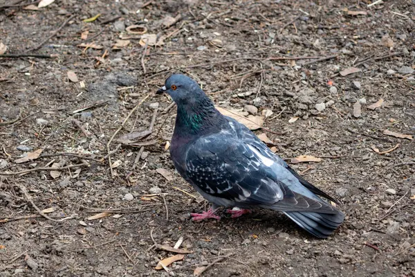 Dağılmış yaprak ve dallarla çevrili bir güvercin yerde yürürken görülüyor. Ortam doğal görünüyor, sükunet izlenimi veriyor..