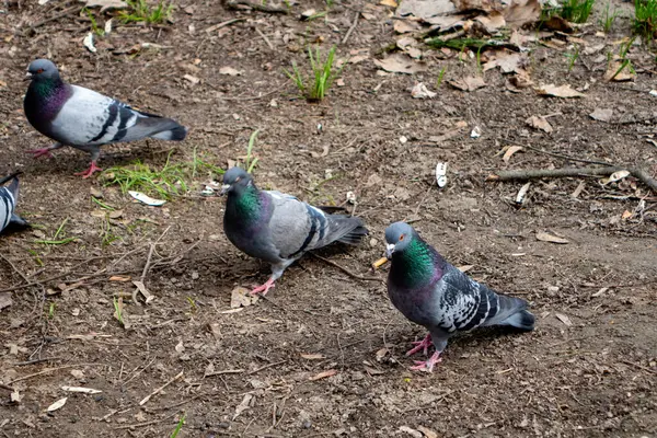 Düşen yapraklar ve çimlerle çevrili topraklarda birkaç güvercinin yiyecek aradığı görülüyor. Serin bir bahar gününde kuşlar aktif ve yiyecek aramakla meşgul görünürler..