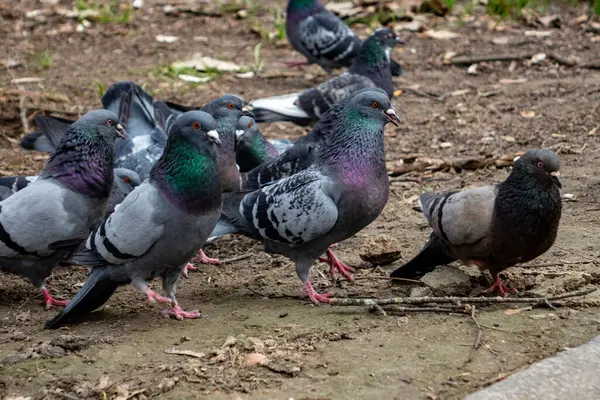 Çeşitli renklerde güvercinler bir şehir parkında toplanıyor. Kuşlar çamuru gagalarken bir bahar gününün sıcağının tadını çıkarıyorlar. Etrafı yeşillik ve şehir manzaralarıyla çevrili..
