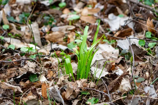 Yeni yeşil filizler orman ortamındaki düşen yaprakların arasından geçer. Sahne bitkilerin canlanışını yakalıyor, baharın gelişini işaret ediyor..