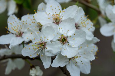 Güzel beyaz kiraz çiçekleri narin taç yaprakları ve canlı sarı erkek çiçekleri sergiler. Sakin bir bahar bahçesinde bulanık yeşil bir arkaplan karşısında..