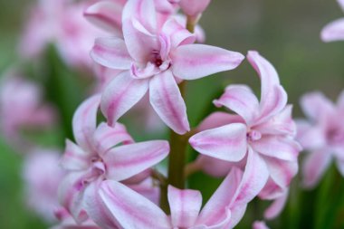 Beyaz çizgili narin pembe çiçekler uzun yeşil bir sapta çiçek açıyor. Bu canlı gösteri, baharda renkli bir bahçede doğanın güzelliğini gözler önüne seriyor..