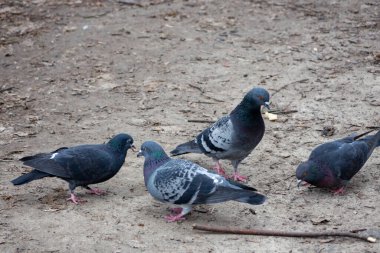 Dört güvercin, toprak ve dağınık yapraklarla dolu bir parkta yiyecek arayarak yeri gagalıyor. Tüyleri gridir. Yanardöner renkler taşır. Şehir yaşamını gözler önüne serer..
