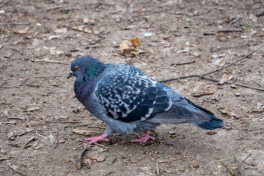 Bir güvercin, şehir parkında yiyecek bulmak için dünyanın bir ucundan diğerine yürüyor. Kuş, dağınık yapraklar ve doğal zemin örtüsüyle çevrili yanardöner tüyler sergiliyor..