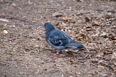Bir güvercin, bir parkta yerde yiyecek arıyor. Düşen yapraklar ve dallar arasında yiyecek arıyor. Doğal bir ortamda sakin bir öğleden sonra..