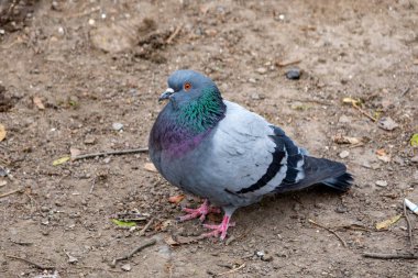 Bir şehir parkında küçük taşlar ve düşen yapraklarla çevrili bir güvercin yerde yiyecek ararken görülüyor. Kuş, gri ve yeşil tonlarında canlı tüyler sergiliyor..
