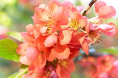 Canlı şeftali çiçekleri parlak güneş ışığı altında narin pembe ve turuncu taç yapraklarını sergiler. Çiçekler yemyeşil yapraklarla çevrili, baharın gelişini simgeliyor..