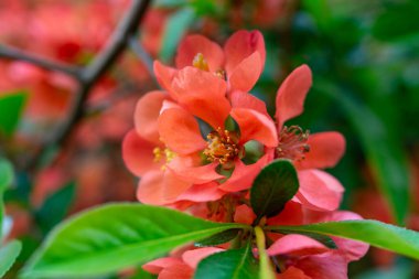 Parlak mercan çiçekleri yemyeşil yaprakların arasında açar ve baharda doğanın canlı renklerini gösterir. Narin yapraklar dikkat çeker ve çevrenin doğal güzelliğini arttırır..