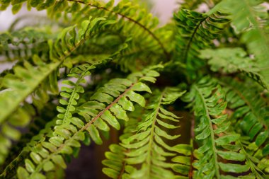 Canlı yeşil eğreltiotu, narin ve karmaşık yaprak desenleriyle kapalı alanı doldurur. Güneş ışığı yaprakların arasından süzülür, yumuşak gölgeler bırakır ve sakinleştirici bir atmosfer yaratır..