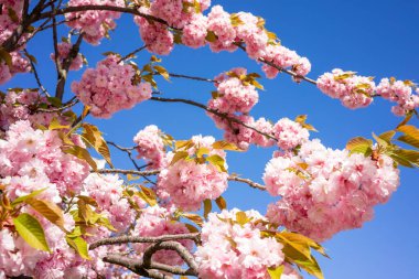 Pembe kiraz çiçekleri dallarda canlı bir şekilde açar, güneşli bir bahar gününde yukarıdaki derin mavi gökyüzü ile çelişir, doğanın yenilenmesini ve güzelliğini gözler önüne serer..