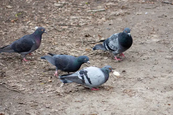 Birkaç güvercin bir parkta yemek artıklarını gagalamak için toplanıyor. Çevrenin donuk toprak tonları tüyleriyle tezat oluşturarak, kentsel bir vahşi yaşam anı yaratıyor..