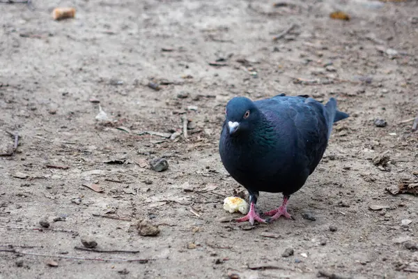 Bir güvercin yerde duruyor, küçük bir parça yiyeceği gagalıyor. Yer kırsal, toprak ve dağınık döküntülerle dolu. Kuşun canlı tüyleri ve meraklı bir duruşu vardır..