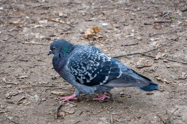 Bir güvercin, şehir parkında yiyecek bulmak için dünyanın bir ucundan diğerine yürüyor. Kuş, dağınık yapraklar ve doğal zemin örtüsüyle çevrili yanardöner tüyler sergiliyor..