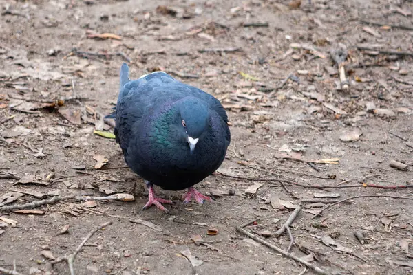 Yanardöner tüyleri olan canlı bir kuş yaprak kaplı orman zemininde yürüyor. Sahne, sakin bir açık hava ortamında vahşi hayatın doğal güzelliğini yakalıyor..