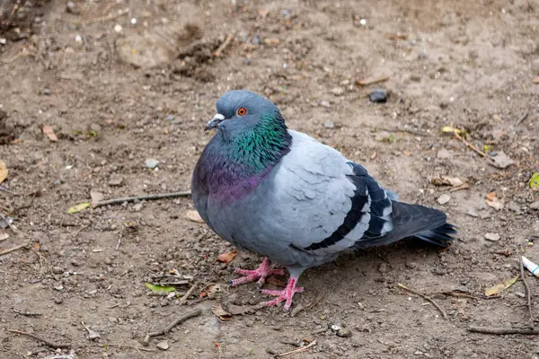 Bir şehir parkında küçük taşlar ve düşen yapraklarla çevrili bir güvercin yerde yiyecek ararken görülüyor. Kuş, gri ve yeşil tonlarında canlı tüyler sergiliyor..