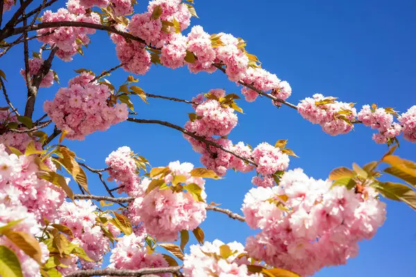 Canlı pembe kiraz çiçekleri parlak mavi gökyüzünün altındaki dalları doldurur. Sahne baharın güzelliğini yakalar, doğanın çiçek açtığını ve mevsimin sıcaklığını gösterir..