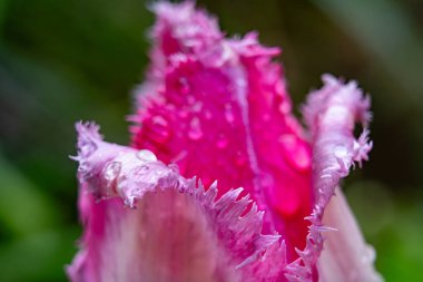 Çiy damlacıklarıyla kaplı canlı pembe bir çiçeğin yakın çekimi narin taç yapraklarını ön plana çıkarır. Baharda doğanın güzelliğini gözler önüne seren bahçe, zengin renkleri ve dokuları gözler önüne seriyor..